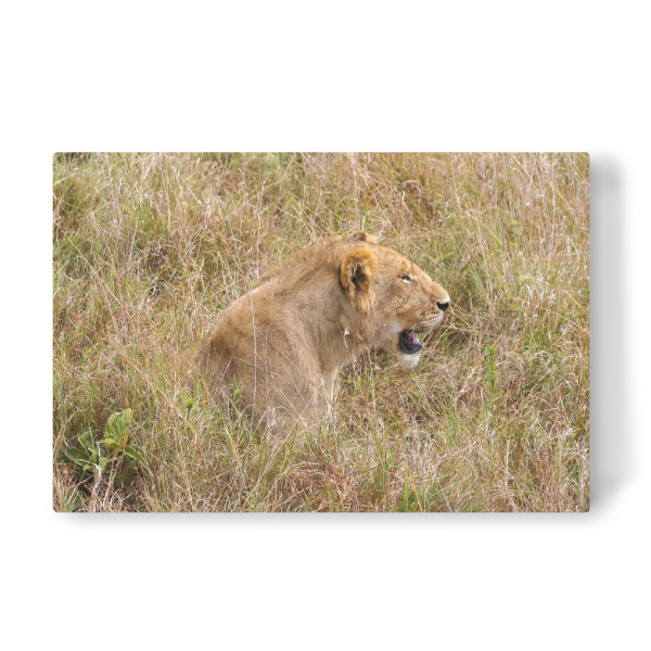 Leinwandbild "Löwen in der Serengeti" artboxONE - Tiere,Reise / Afrika - Löwe,Afrika,Löwen,Safari,Raubkatze,Raubtier,Savanne,Masai mara,Serengeti