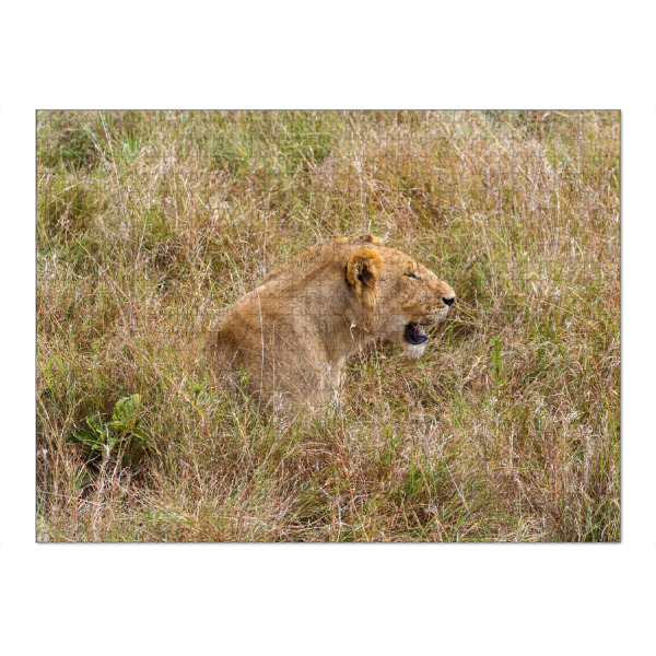 Puzzle Ravensburger "Löwen in der Serengeti" artboxONE - Tiere,Reise / Afrika