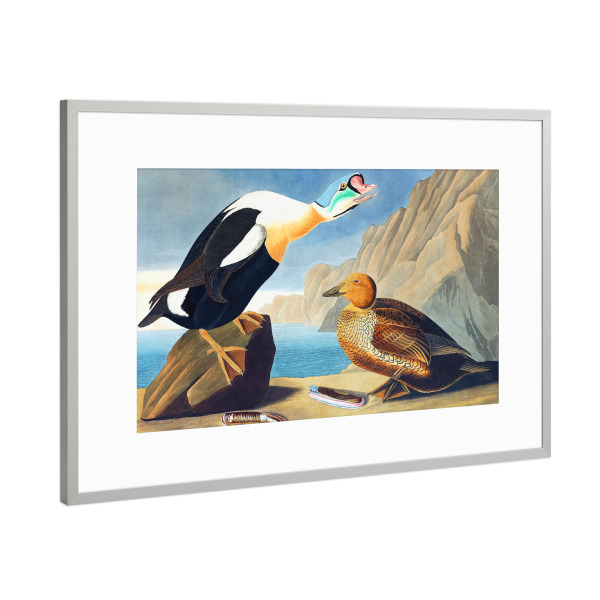 Poster mit Rahmen Silber "König Ente" artboxONE - Natur,Für Kinder,Tiere,Für Mama,Für Papa