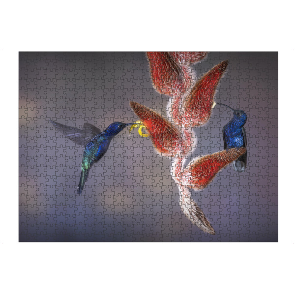 Puzzle Ravensburger "Die rote Versuchung" artboxONE - Natur,Tiere - Kolibri,Pflanze,Costa rica,Natur,Regenwald,Tropen,Urwald,Vogel,Blume,Blüte