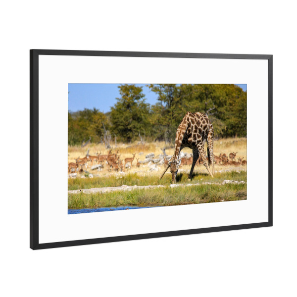 Poster mit Rahmen Schwarz (Metallic) "Giraffen in der Savanne" artboxONE - Tiere,Reise / Afrika