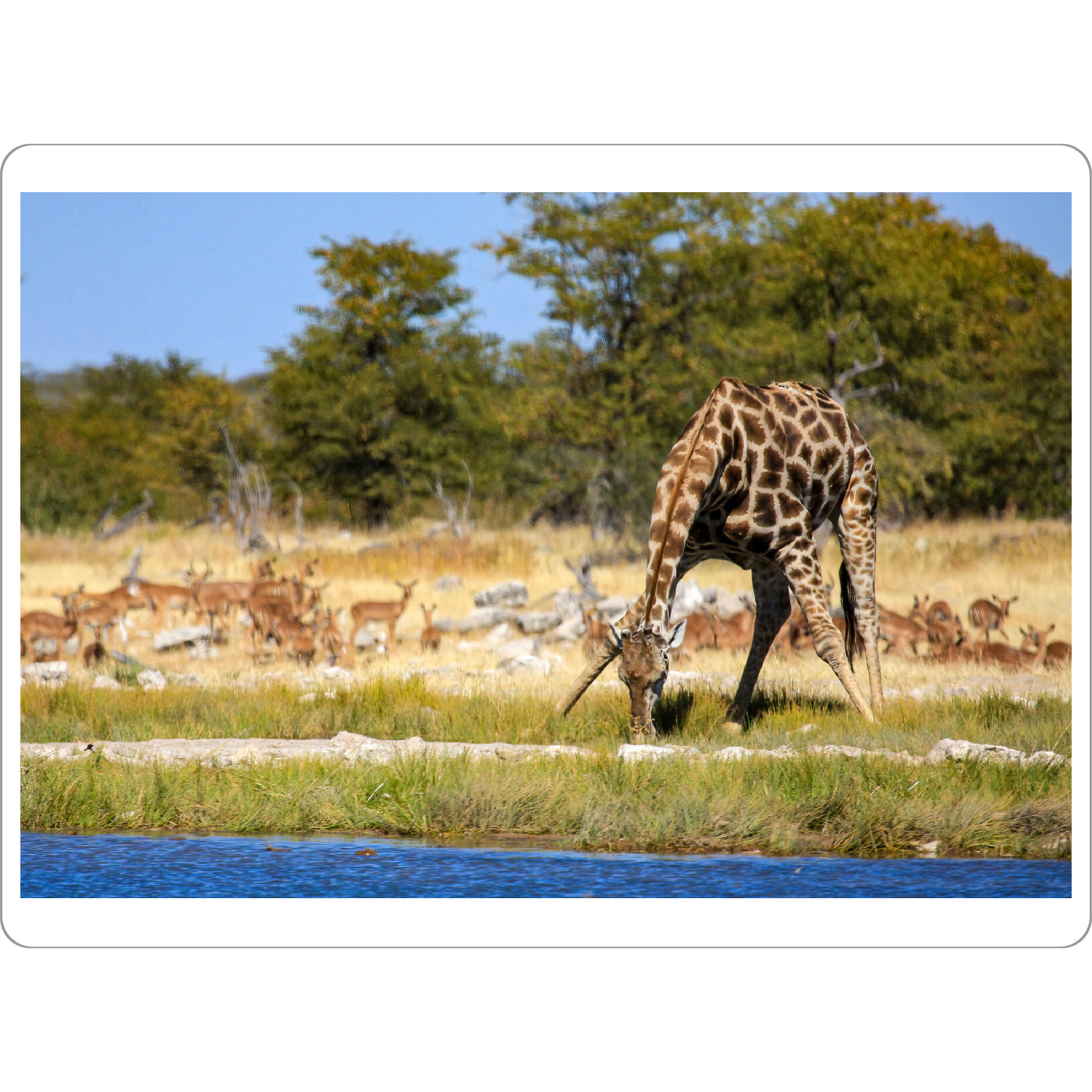 Tischset "Giraffen in der Savanne" artboxONE - Tiere,Reise / Afrika