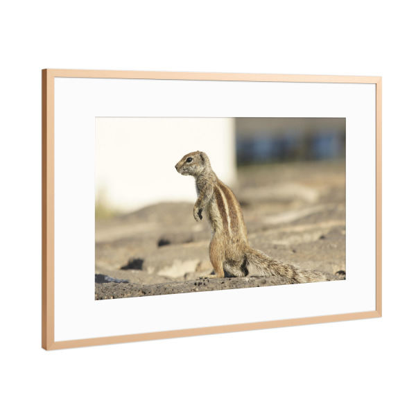 Poster mit Rahmen Kupfer "Atlas-Streifenhörnchen auf Wache" artboxONE - Natur,Reise,Tiere,Reise / Länder