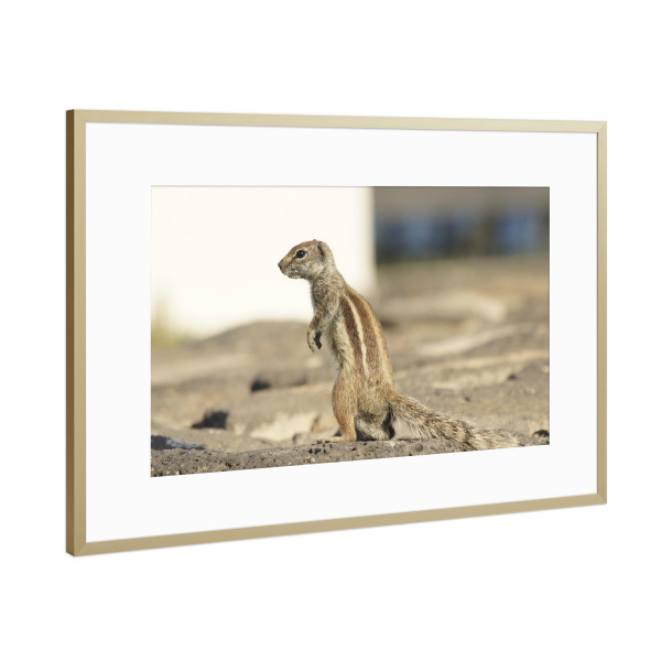 Poster mit Rahmen Gold "Atlas-Streifenhörnchen auf Wache" artboxONE - Natur,Reise,Tiere,Reise / Länder