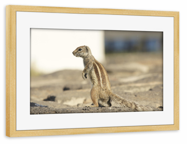 Poster mit Rahmen kiefer "Atlas-Streifenhörnchen auf Wache" artboxONE - Natur,Reise,Tiere,Reise / Länder