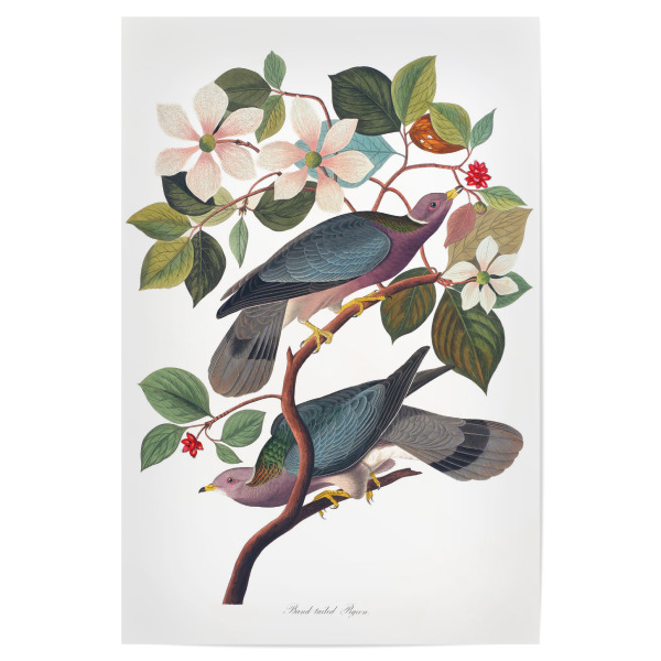 Poster 30x20 cm "Band-tailed Pigeon" artboxONE - Natur,Floral,Tiere