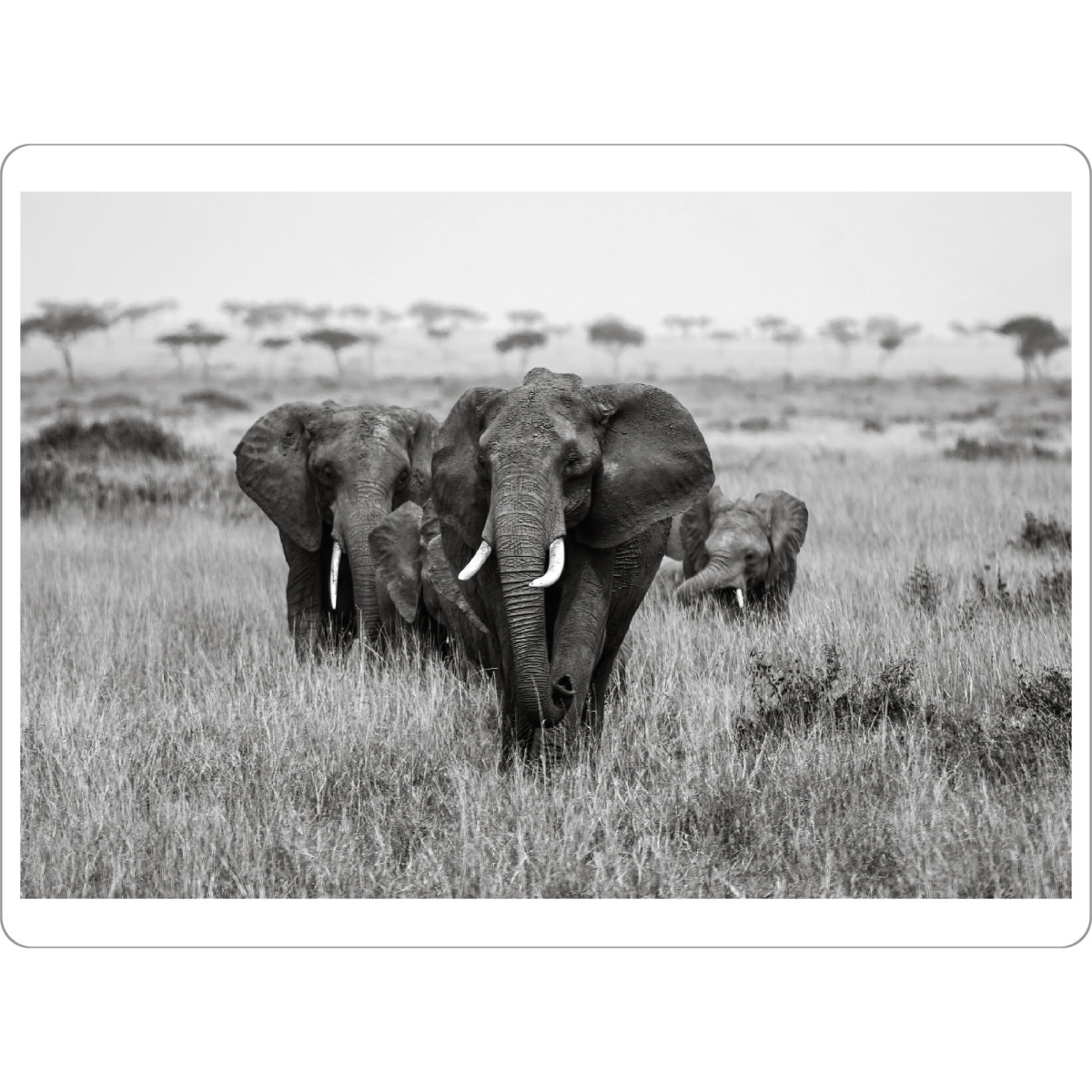 Tischset "Eine Elefanten Herde" artboxONE - Tiere,Reise / Afrika