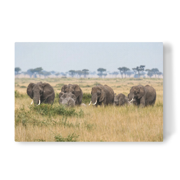 Leinwandbild "Eine Elefantenfamilie" artboxONE - Tiere,Reise / Afrika