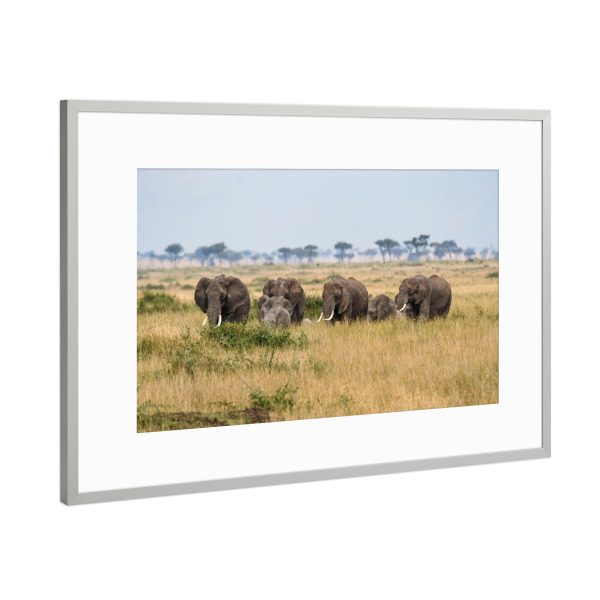 Poster mit Rahmen Silber "Eine Elefantenfamilie" artboxONE - Tiere,Reise / Afrika