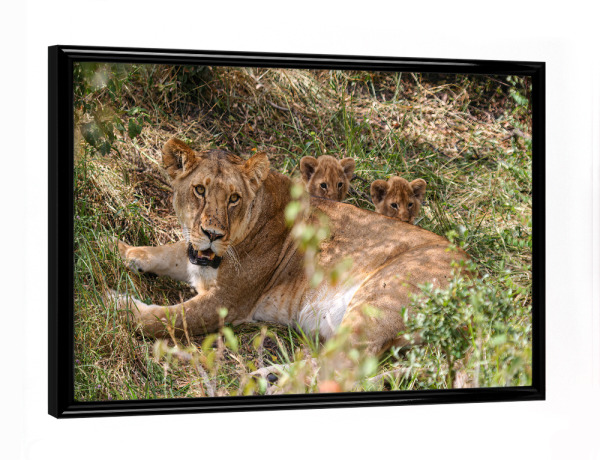 Poster mit schwarzem Rahmen "Eine Löwenmutter" artboxONE - Tiere,Reise / Afrika