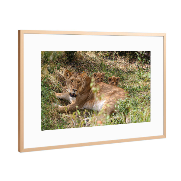 Poster mit Rahmen Kupfer "Eine Löwenmutter" artboxONE - Tiere,Reise / Afrika