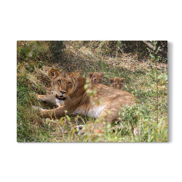 Galerie-Print "Eine Löwenmutter" 30x20 cm artboxONE