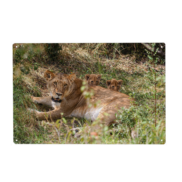Metall Poster "Eine Löwenmutter" artboxONE - Tiere,Reise / Afrika - Löwe,Afrika,Löwen,Safari,Raubkatze,Raubtier,Savanne,Masai mara,Serengeti