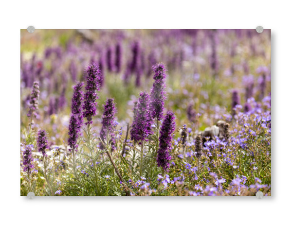 Acrylglasbild "Die Natternkopf Blüte" artboxONE - Natur - Natternkopf,Blume,Blüte,Kanada,Rocky mountains,Blüten,Violett,Lila