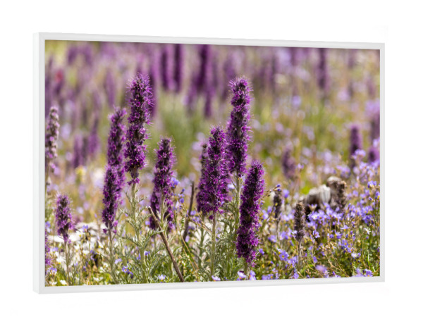 Poster mit weißem Rahmen "Die Natternkopf Blüte" artboxONE - Natur - Natternkopf,Blume,Blüte,Kanada,Rocky mountains,Blüten,Violett,Lila