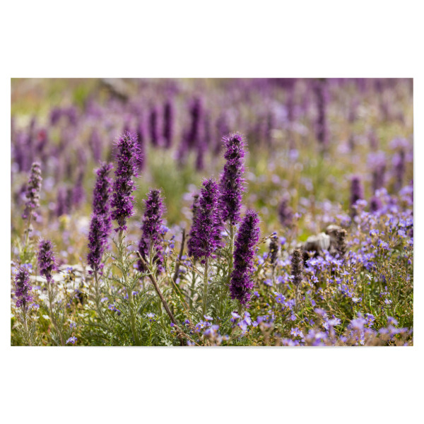 Poster 30x20 cm "Die Natternkopf Blüte" artboxONE - Natur - Natternkopf,Blume,Blüte,Kanada,Rocky mountains,Blüten,Violett,Lila