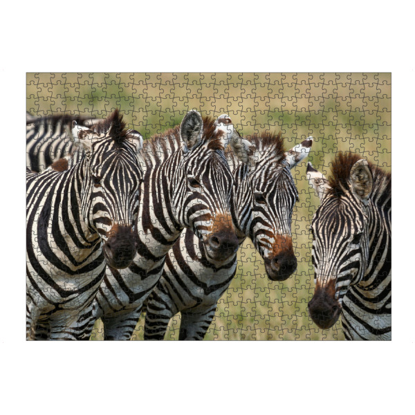 artboxONE Puzzle "Zebras in der Masai Mara" artboxONE - Tiere,Reise / Afrika