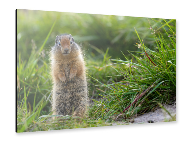 Alu-Dibond "Erdhörnchen" 30x20 cm artboxONE