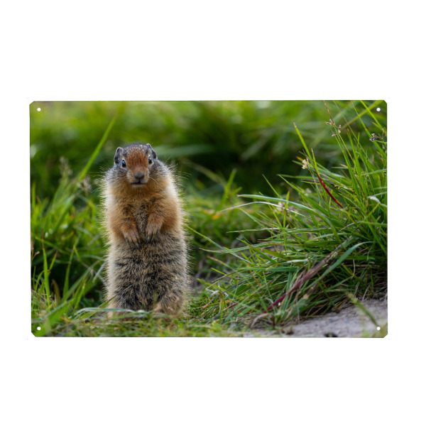 Metall Poster "Erdhörnchen" artboxONE - Natur,Tiere