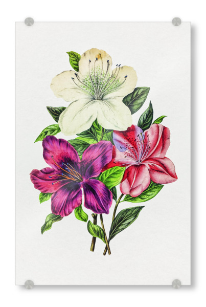 Acrylglasbild "Lilien-Illustration" artboxONE - Natur,Floral,Liebe,Für Mama,Für Papa