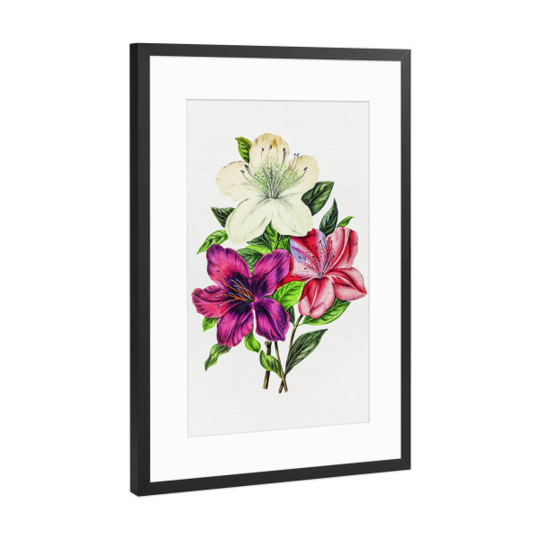Poster mit Rahmen Schwarz (Metallic) "Lilien-Illustration" artboxONE - Natur,Floral,Liebe,Für Mama,Für Papa