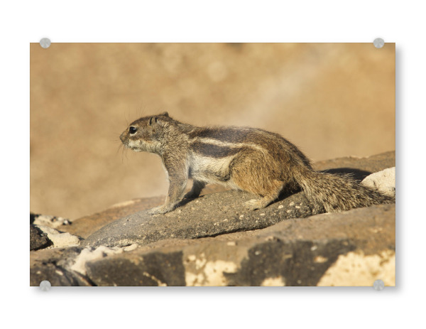 Acrylglasbild "Atlas-Streifenhörnchen wartet" artboxONE - Natur,Reise,Tiere,Reise / Strand und Meer,Reise / Länder