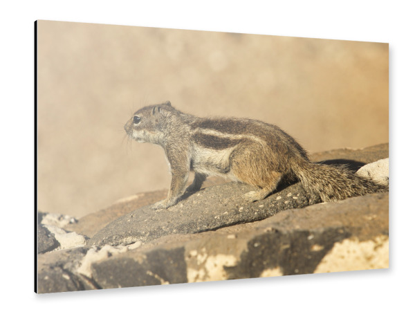 Alu-Dibond "Atlas-Streifenhörnchen wartet" 30x20 cm artboxONE