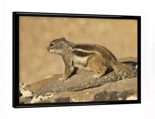 Poster mit schwarzem Rahmen "Atlas-Streifenhörnchen wartet" artboxONE - Natur,Reise,Tiere,Reise / Strand und Meer,Reise / Länder