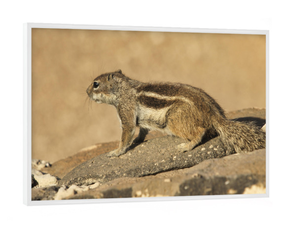 Poster mit weißem Rahmen "Atlas-Streifenhörnchen wartet" artboxONE - Natur,Reise,Tiere,Reise / Strand und Meer,Reise / Länder
