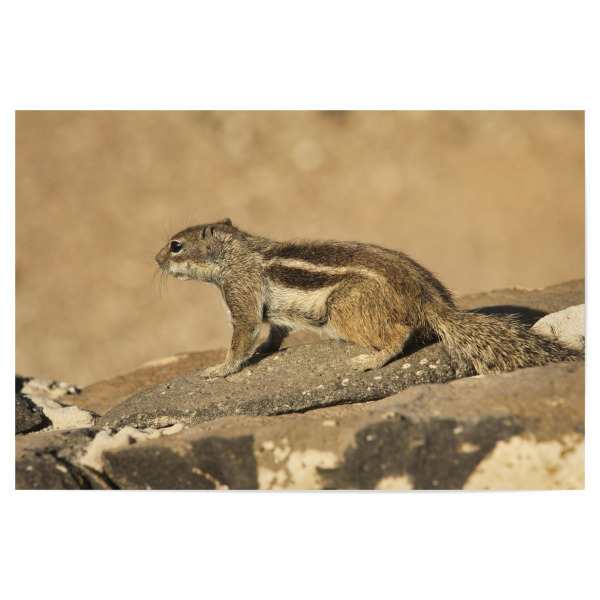 Poster "Atlas-Streifenhörnchen wartet" artboxONE - Natur,Reise,Tiere,Reise / Strand und Meer,Reise / Länder