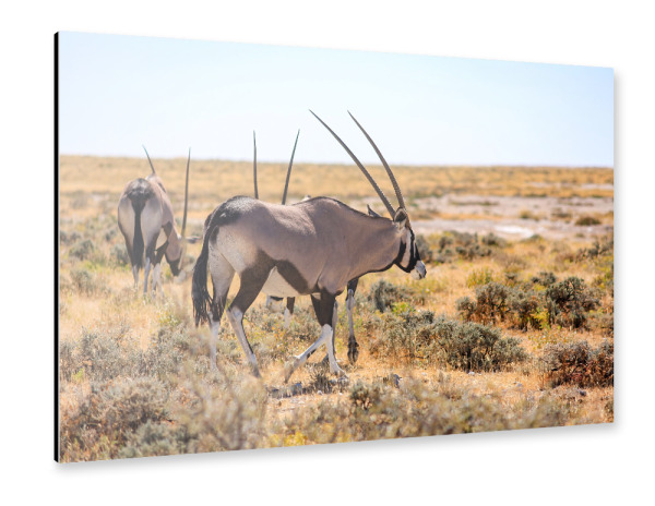 Alu-Dibond "Oryx Antilopen" 30x20 cm artboxONE