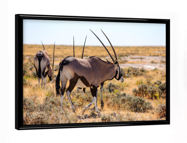 Poster mit schwarzem Rahmen "Oryx Antilopen" artboxONE - Natur,Tiere,Reise / Afrika