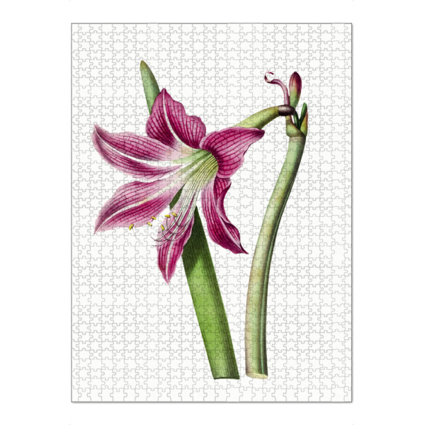 Puzzle Ravensburger "Rosa Amaryllis-Lilienblume" artboxONE - Natur,Floral,Liebe