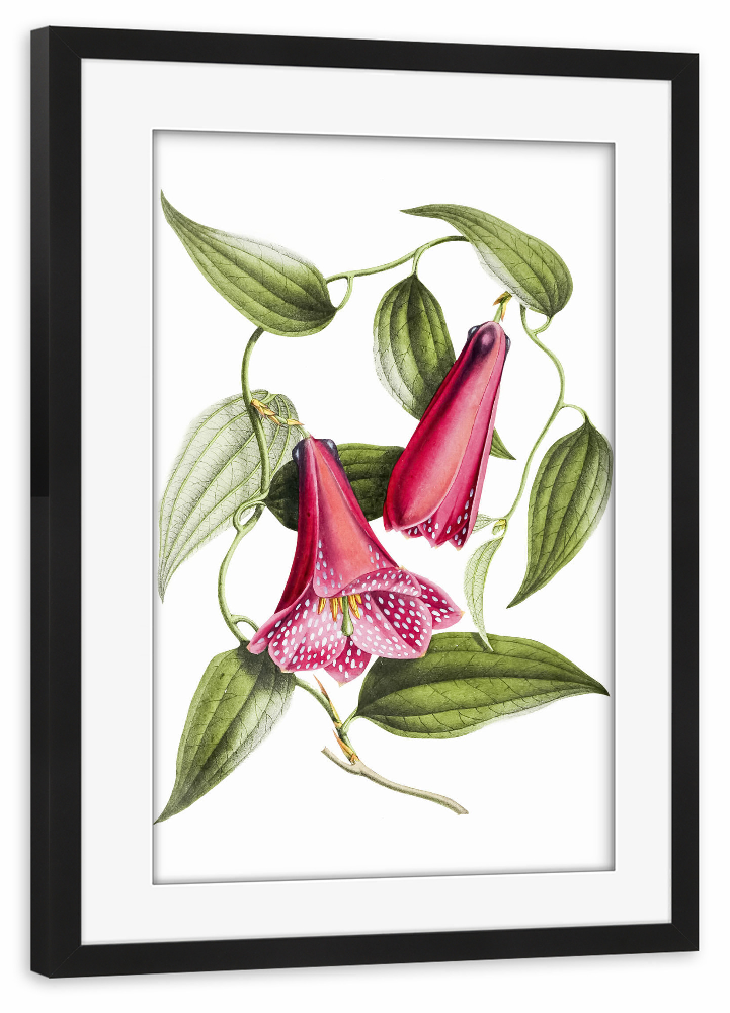 Poster mit Rahmen schwarz "Chilenische Glockenblume" artboxONE - Natur,Floral,Liebe,Für Mama,Für Papa