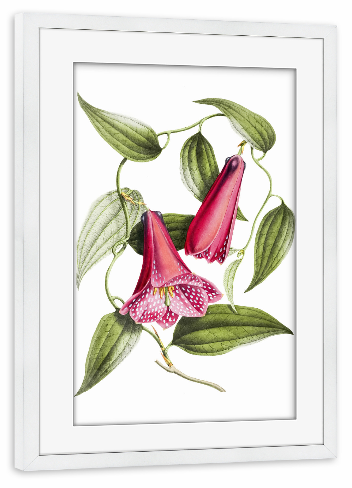 Poster mit Rahmen weiß "Chilenische Glockenblume" artboxONE - Natur,Floral,Liebe,Für Mama,Für Papa