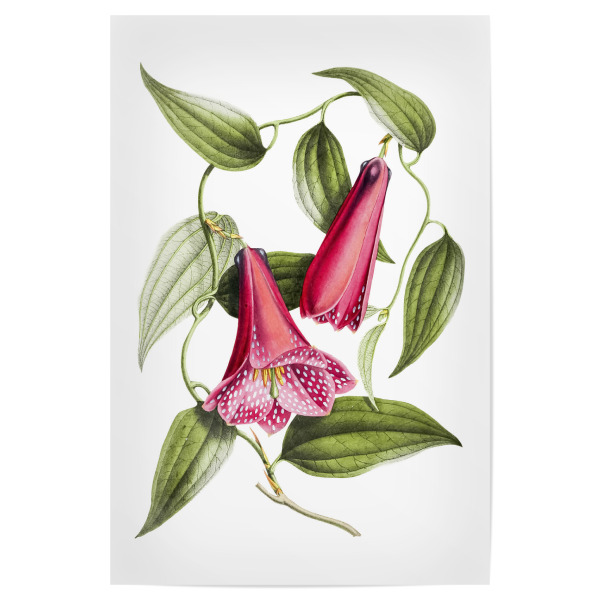 Poster "Chilenische Glockenblume" artboxONE - Natur,Floral,Liebe,Für Mama,Für Papa
