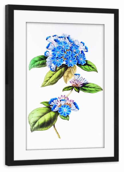 Poster mit Rahmen schwarz "Blaues Bleikraut" artboxONE - Natur,Floral,Liebe