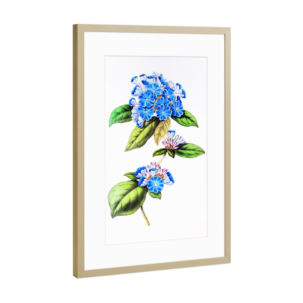 Poster mit Rahmen Gold "Blaues Bleikraut" artboxONE - Natur,Floral,Liebe