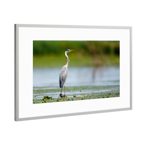 Poster mit Rahmen Silber "Graureiher" artboxONE - Natur,Tiere - Reiher,Graureiher,Fischreiher,Wildlife,Vogel,Donaudelta,Sumpf