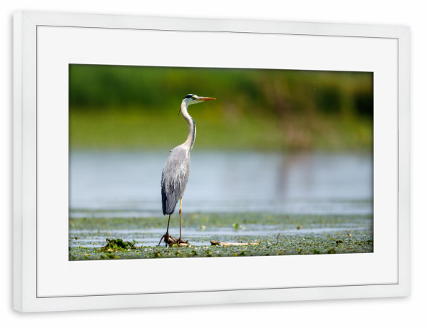 Poster mit Rahmen weiß "Graureiher" artboxONE - Natur,Tiere - Reiher,Graureiher,Fischreiher,Wildlife,Vogel,Donaudelta,Sumpf