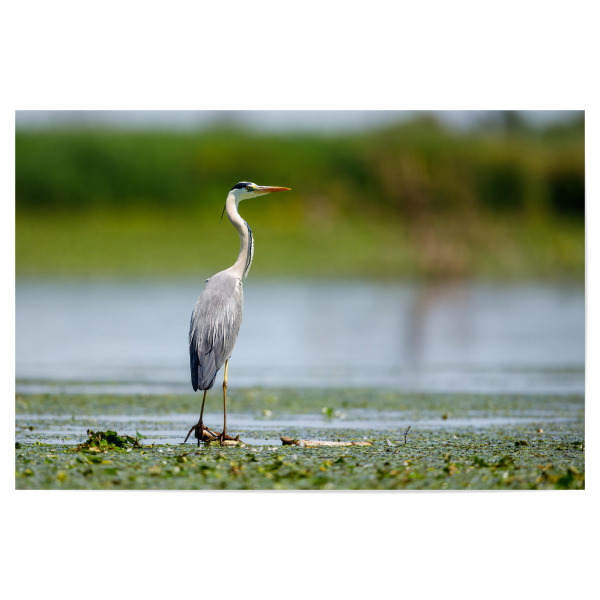Poster "Graureiher" artboxONE - Natur,Tiere - Reiher,Graureiher,Fischreiher,Wildlife,Vogel,Donaudelta,Sumpf