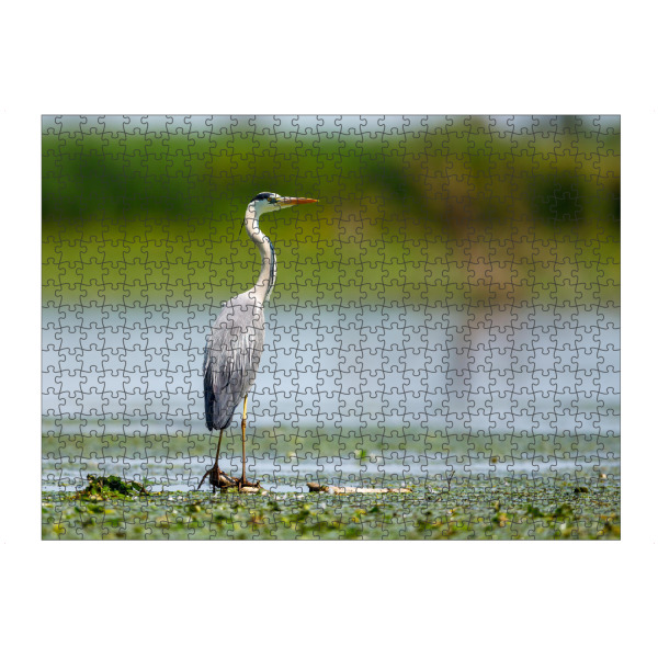 Puzzle Ravensburger "Graureiher" artboxONE - Natur,Tiere - Reiher,Graureiher,Fischreiher,Wildlife,Vogel,Donaudelta,Sumpf - Bild reiher