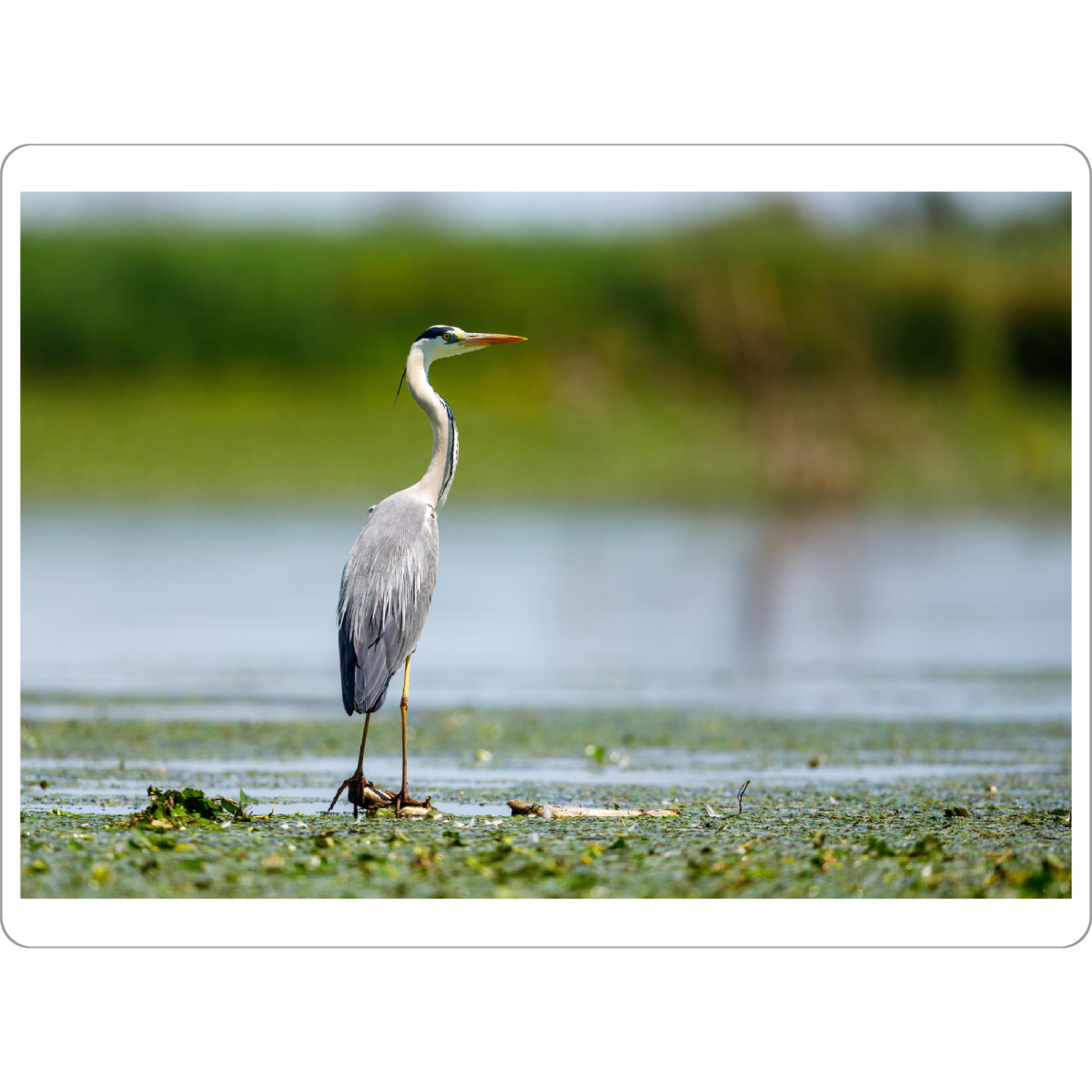 Tischset "Graureiher" artboxONE - Natur,Tiere - Reiher,Graureiher,Fischreiher,Wildlife,Vogel,Donaudelta,Sumpf - Bild reiher