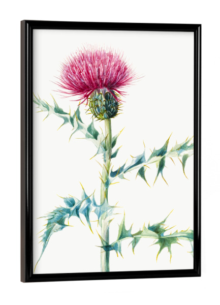 Poster mit schwarzem Rahmen "Distel" artboxONE - Natur,Floral,Liebe