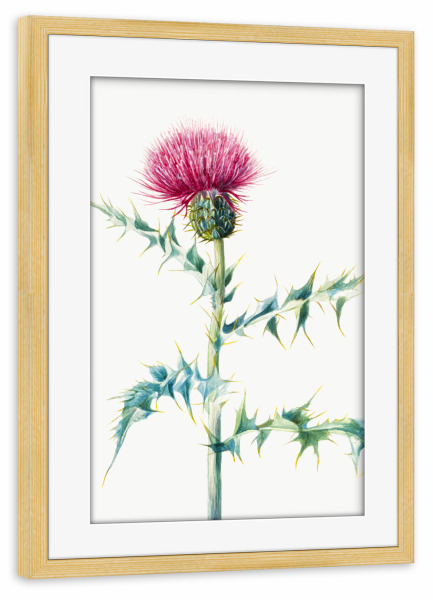 Poster mit Rahmen kiefer "Distel" artboxONE - Natur,Floral,Liebe