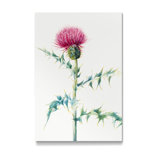 Galerie-Print "Distel" 30x20 cm artboxONE
