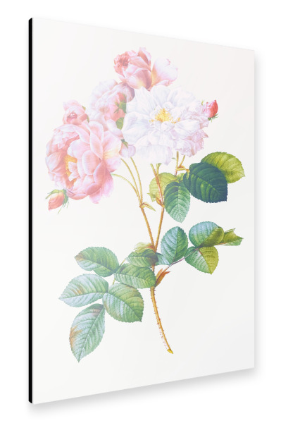 Alu-Dibond "Damaszener-Rose" 30x20 cm artboxONE