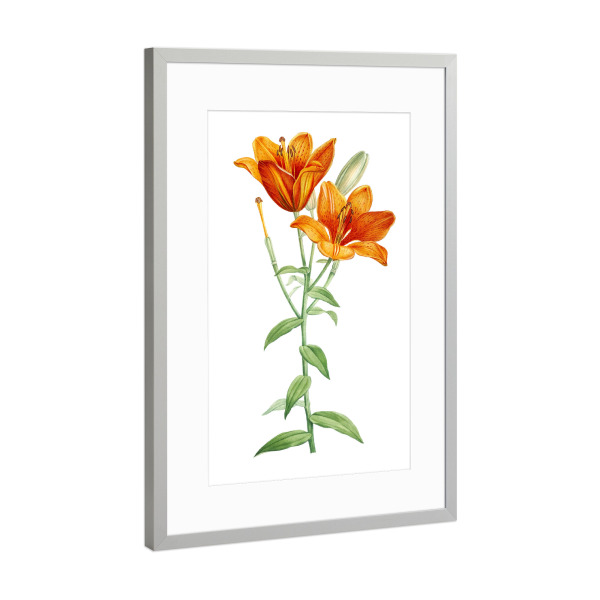 Poster mit Rahmen Silber "Orange Knollenlilie" artboxONE - Natur,Floral,Liebe,Für Mama,Für Papa