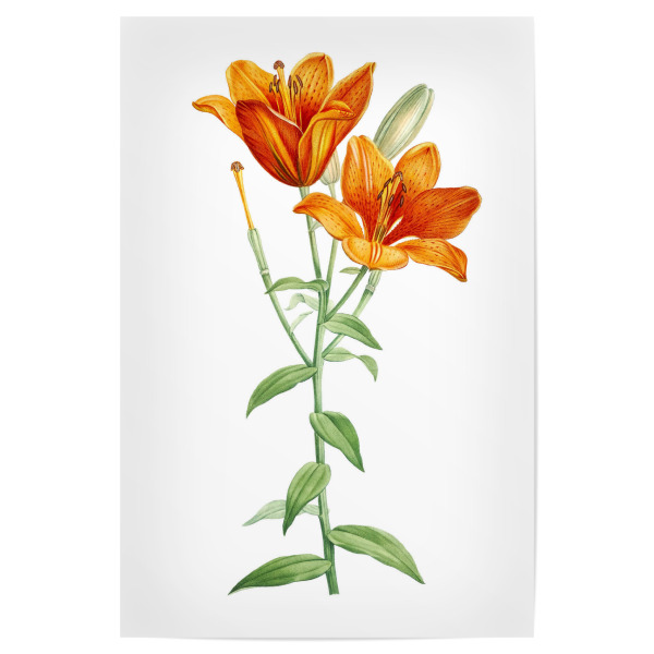 Poster "Orange Knollenlilie" artboxONE - Natur,Floral,Liebe,Für Mama,Für Papa