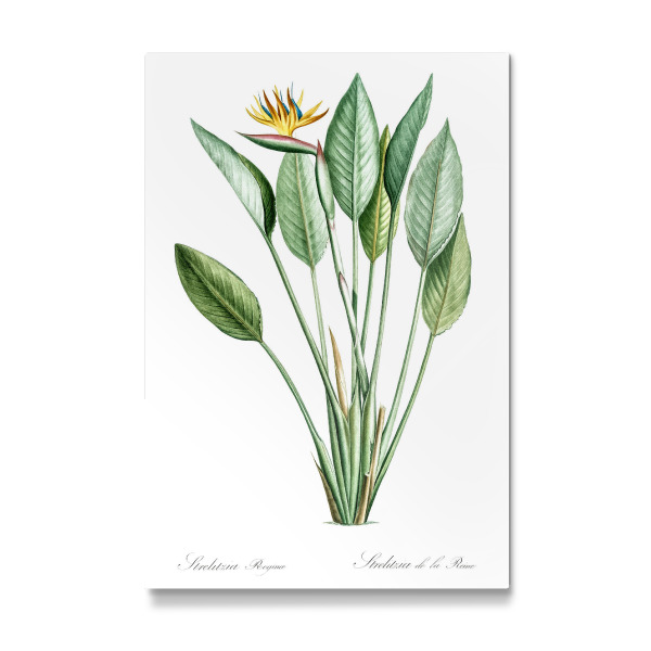 Galerie-Print "Paradiesvogelillustration" 30x20 cm artboxONE